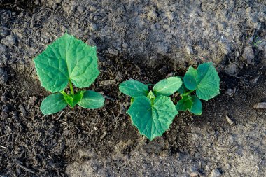 Zeminin arka planında salatalık tohumu filizleri.