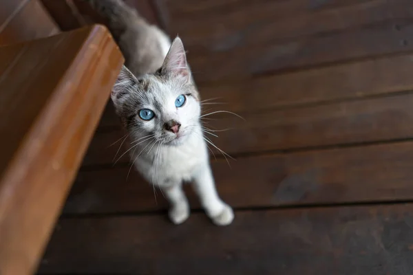 Gato Doméstico Cinza Com Olhos Azuis — Fotografia de Stock