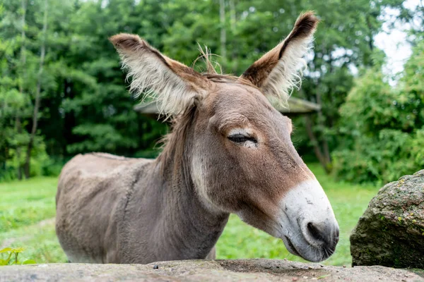 Triste Entediado Burro Close Fundo Natureza — Fotografia de Stock