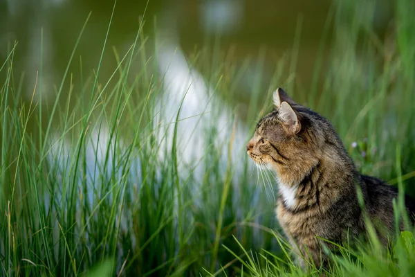 Gato Está Sentado Margem Lago — Fotografia de Stock