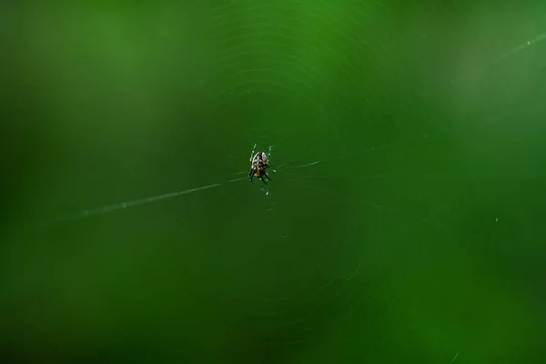 Spider Center Web Green Background — Stock Photo, Image