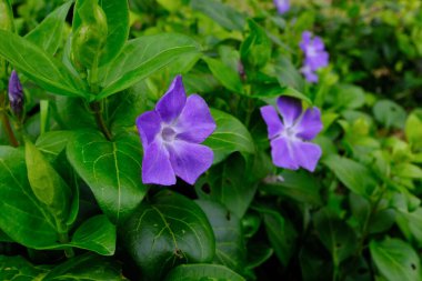 Mor menekşe çiçekleri, Fransa 'da baharın başlarında çiçek açıyor, bulutlu bir günde alındı