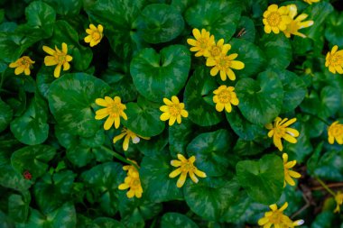 Fransa 'da baharın başlarında açan sarı sahte şakayık, bulutlu bir günde çekildi.