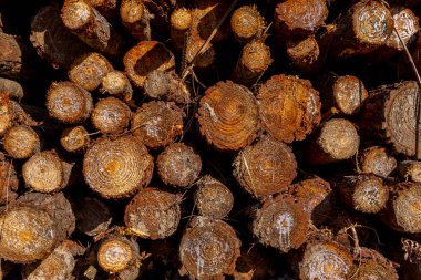 Yakın mesafeden toplanmış kırmızımsı çam ağacı kütükleri