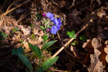 Vahşi akciğer mavisi çiçekleri kışın sonlarında ormandaki çalılıklarda açar.