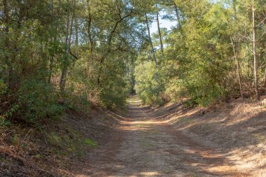 Dirt road in a dune and pine grove landscape taken on sunny winter day on Oleron Island, Charente, France