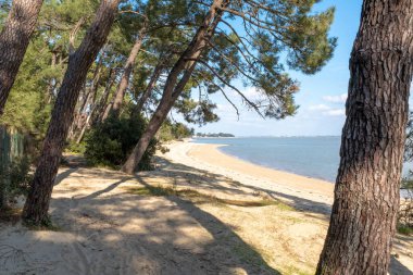 Empty beach of an island covered with pine trees, taken on sunny winter day on Oleron Island, Charente, France