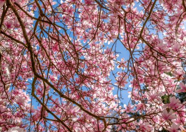 Magnolia ağacı körükle görülebiliyor. Gün ortasında, arka planda mavi bir gökyüzü ile çekilmişti.
