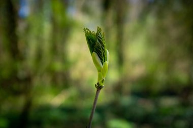 Güneşli bir bahar gününde çekilen, bulanık bir arka planla açılmak üzere olan bir akçaağaç yaprağı tomurcuğuna yakın çekim