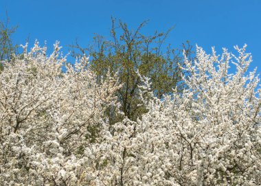 Beyaz çiçekler açan neşeli ağaçlar, arka planda mavi gökyüzü olan körüklerden görülebiliyor.