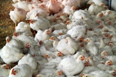 Beyaz genç tavuklar birlikteyiz