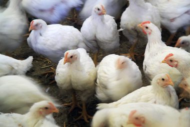 Pullets tüketim için mukadder