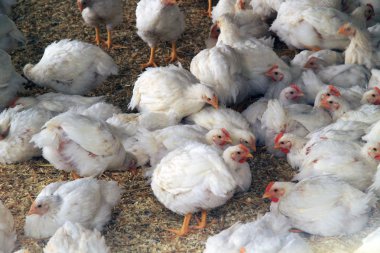 Tavuk ve yumurta tüketimi için