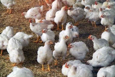 Sokak genç tavuklar