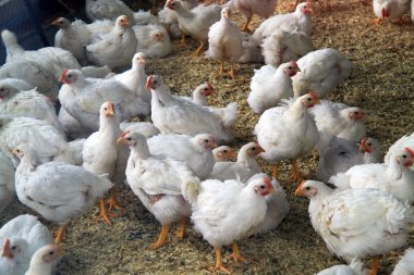 Beyaz genç tavuklar