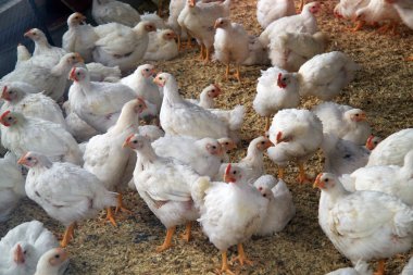 Tavuk çiftliği Genç tavuk ile