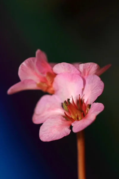 Bergenia cordifolia virágok — Stock Fotó