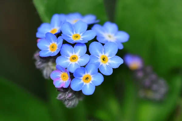 Myosotis sylvatica flores — Fotografia de Stock