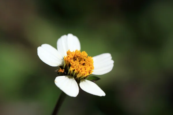 Pequena flor simples de Galinsoga quadriradiata — Fotografia de Stock