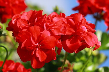 Güzel kırmızı sardunyalar çiçekler