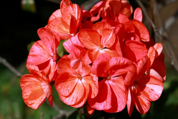 Pelargonie červené tečkované květy — Stock fotografie