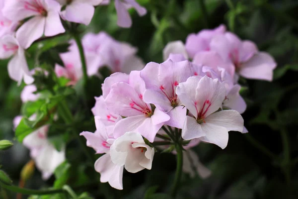 Nahaufnahme von rosa Geranien Blume — Stockfoto