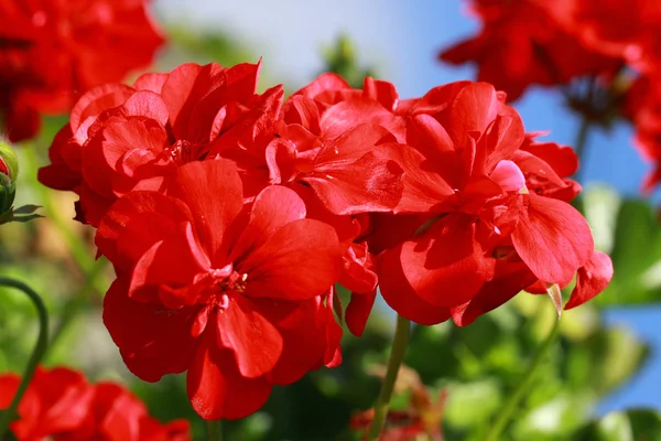 Krásné červené květy pelargonií — Stock fotografie