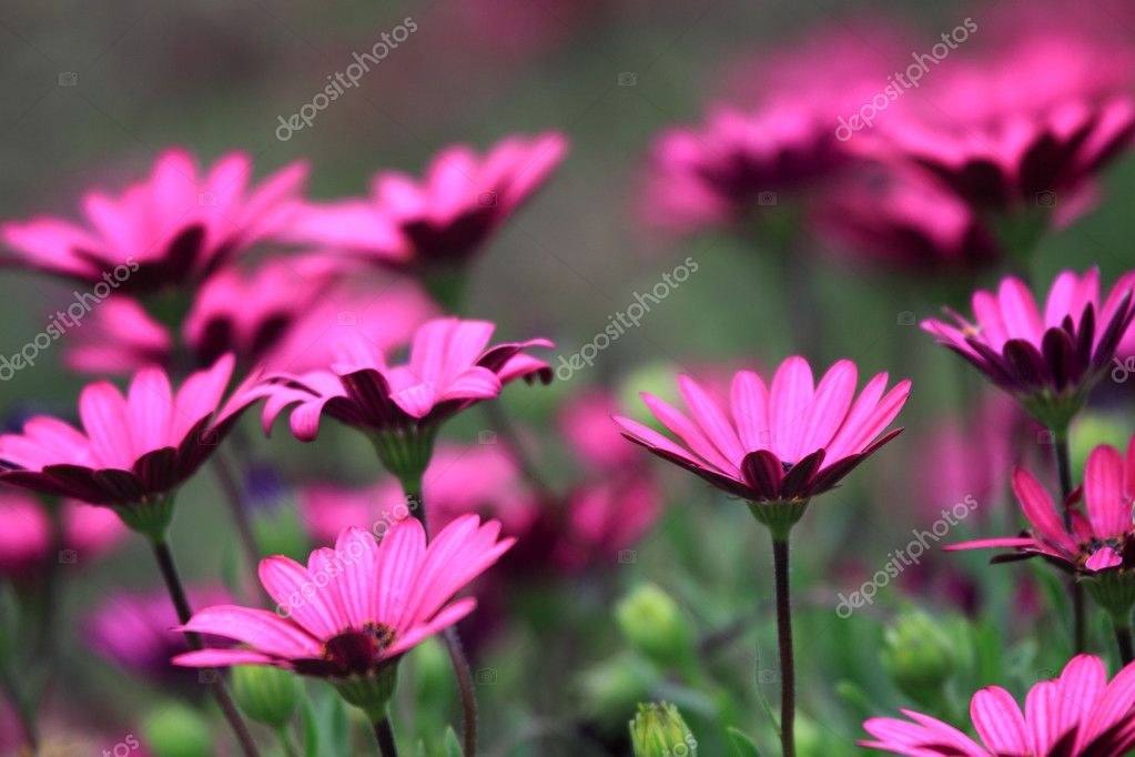 Daisy Flower In Spanish Best Flower Site