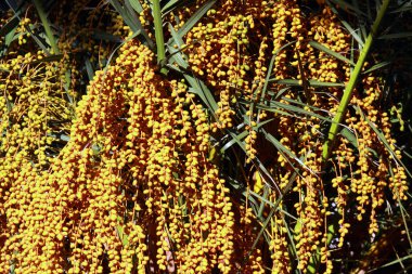 Hurma Phoenix dactylifera