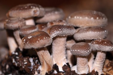 Bir tıbbi mantar shiitake mantar mı ve Shiitake et için iyi bir alternatiftir