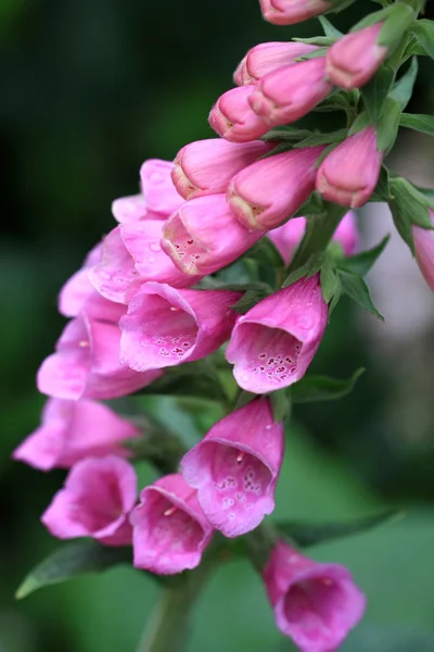 Naparstnica lub digitalis purpurea — Zdjęcie stockowe