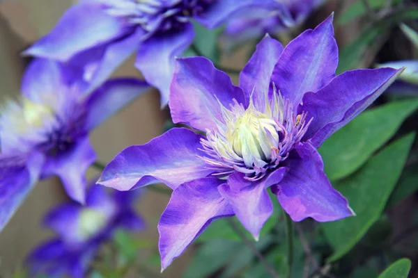 Clematis multi blue — Stock Fotó