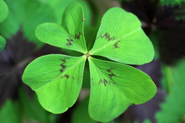 Oxalis deppei Eisenkreuze - der Glücksklee — Stockfoto