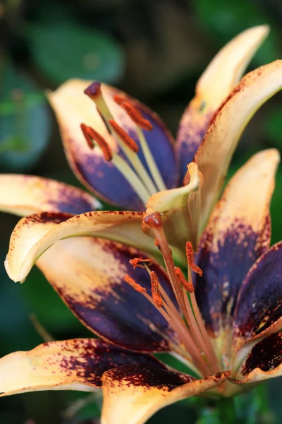 Blühender Lilientango Starburst — Stockfoto