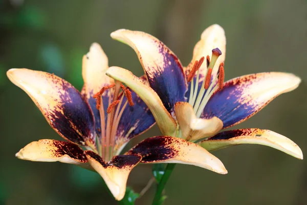 Zwei bunte Lilien — Stockfoto