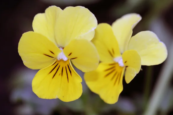 Wild yellow violets — Stock Photo, Image