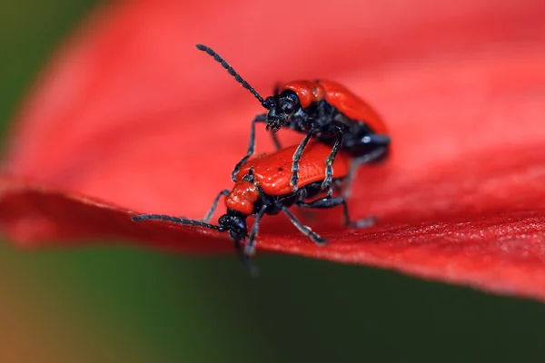 基数甲虫 Pyrochroa 黑老虎上一朵百合花 — 图库照片