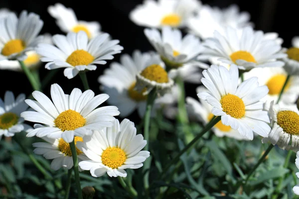 Weiße Gänseblümchen blühen — Stockfoto