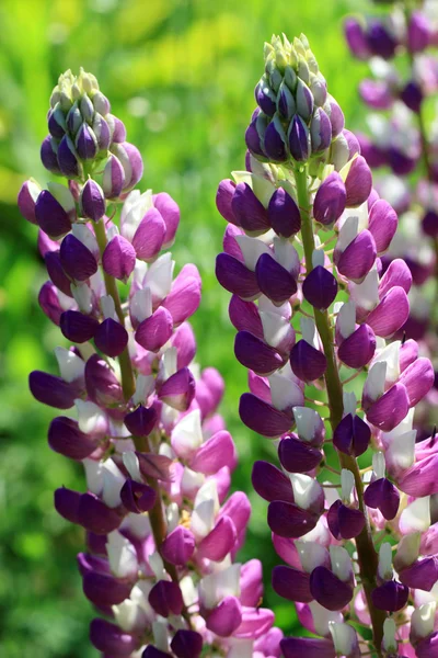 Purplish- red Lupine flowers (Lupinus polyphyllus) — Stock Photo, Image