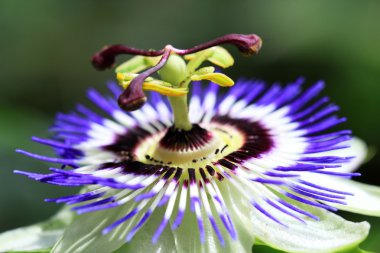 The passion flower is native to South America clipart
