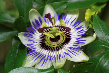 Çarkıfelek (Passiflora caerulea) bir sürüngen olduğunu