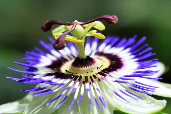 De Passiebloem is inheems in Zuid-Amerika — Stockfoto