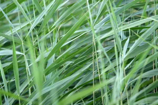 갈 대와 습지 잔디는 진짜 물 식물 — 스톡 사진