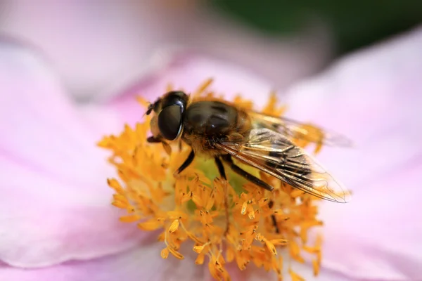 Анемонный цветок с пчелой — стоковое фото