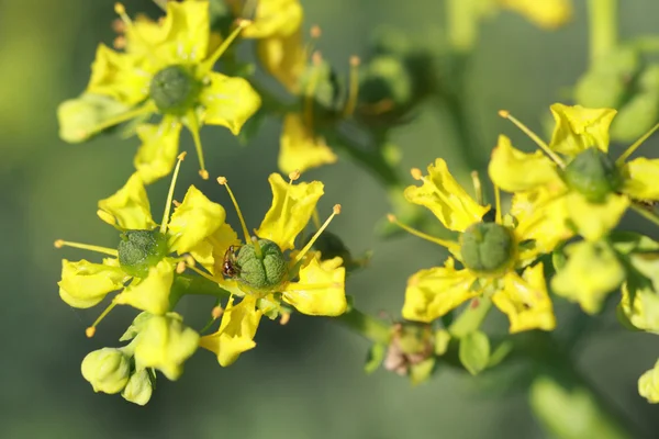 Ruta graveolens è un'erba perenne — Foto Stock