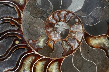 Ammonoids deniz yumuşakça hayvanların nesli tükenmiş bir gruptur