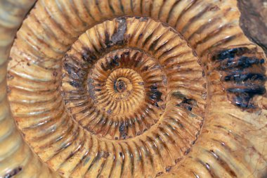 Ammonit mürekkep balığı soyu tükenmiş alt sınıfı vardır