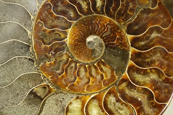 Ammonit birkaç oda kadar yapılmış bir düz spiral kabuk vardı