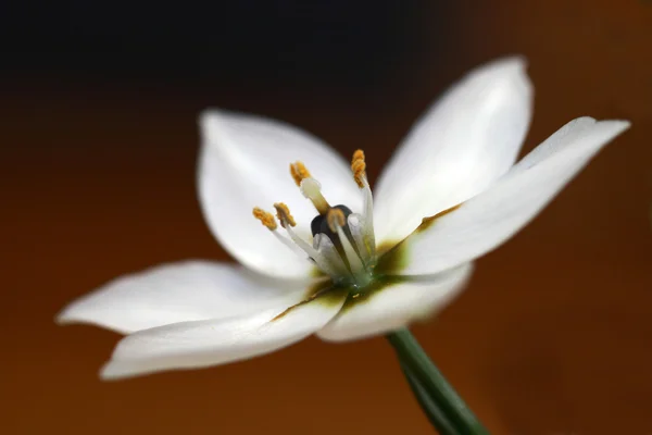 Flor de arábigo blanco —  Fotos de Stock