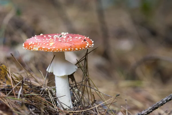 Токсичный гриб Аманита мускарийский — стоковое фото